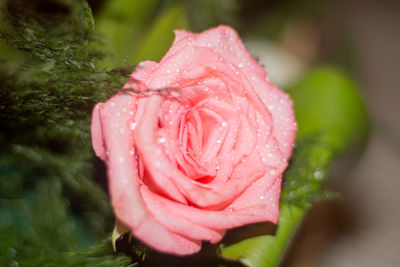 Close-up of wet pink rose