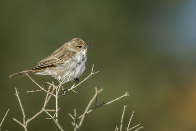 Close-up of bird perching on plant