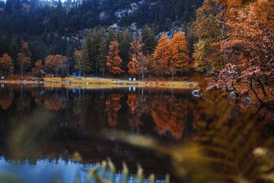 Reflection of trees in lake during autumn