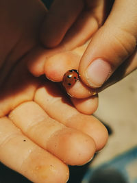 Closeup of a ladybug in a child's hand