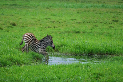 Little zebra foal going to take a cold bath