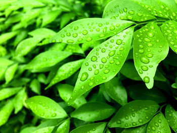 Full frame shot of wet green leaves during rainy season