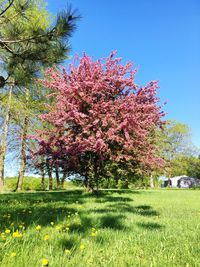 Pink flowering trees on field against sky