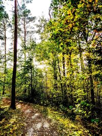 Trees growing in forest