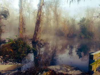 Trees in forest during foggy weather