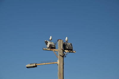 Low angle view of bird perching on pole against clear blue sky