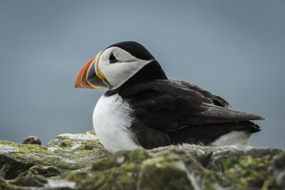 Close-up of bird perching on rock