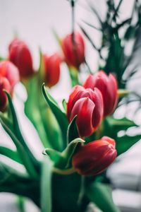 Close-up of red tulip