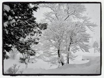 Bare trees against sky