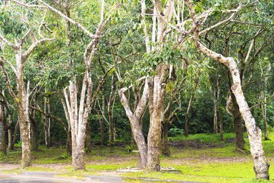 Trees in forest