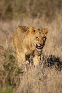 Young male lion stands snarling in grass