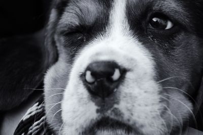 Close-up portrait of dog