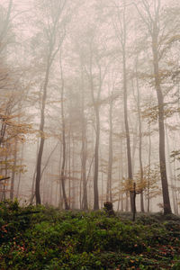 Trees in forest during autumn