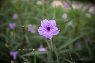 Close-up of pink flowering plant on field