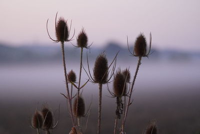 Close-up of thistle against sky