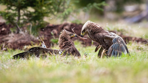 Ducks on a field