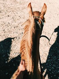 High angle view of horse on ground