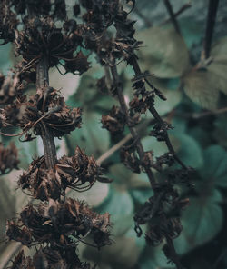 Close-up of wilted plant