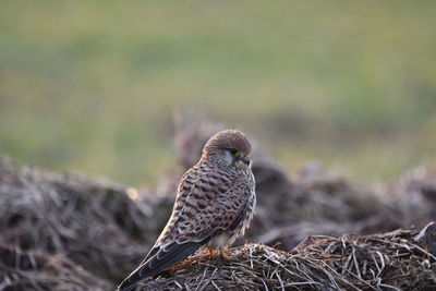 Close-up of sparrow perching on land