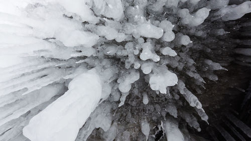 Close-up of snow covered plants