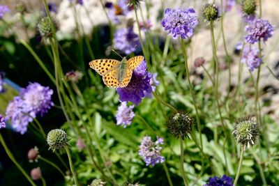 Close-up of butterfly on purple flowering plant