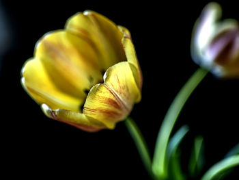 Yellow tulips in a vase on a table on a dark background