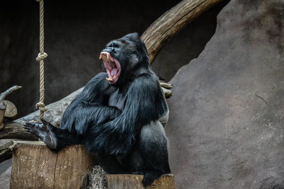 Monkey sitting on wood in zoo