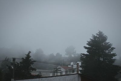 Trees against sky