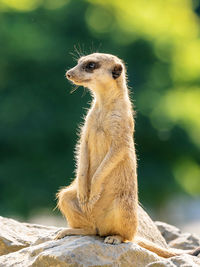 Meerkat sitting on rock