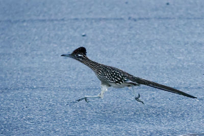 Roadrunner on street