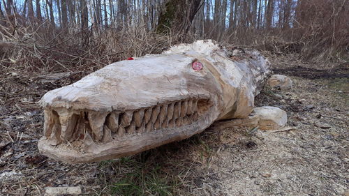 Close-up of animal skull on tree trunk