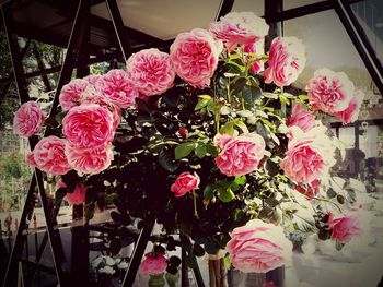 Close-up of pink flowers