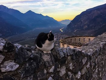 Sheep on mountain against sky