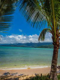 Palm tree by sea against sky