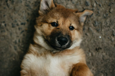 Close-up portrait of a dog