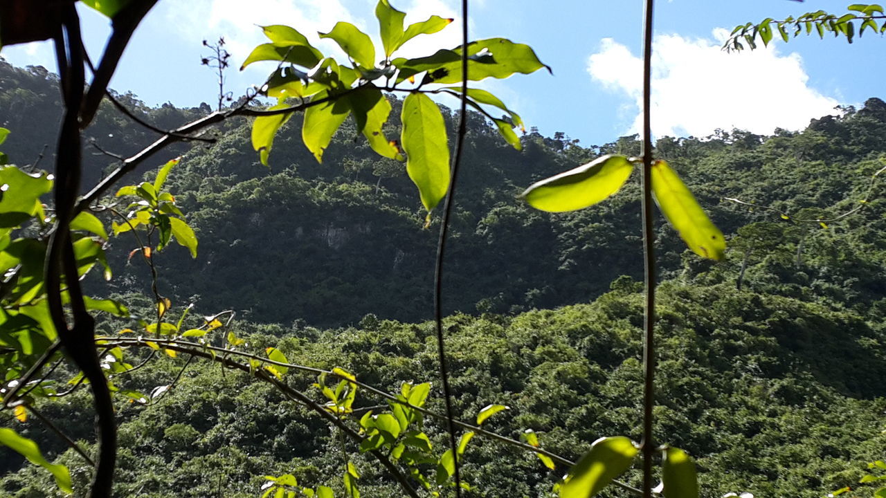 growth, yellow, leaf, green color, plant, flower, sky, tree, nature, beauty in nature, sunlight, freshness, growing, green, low angle view, day, tranquility, no people, outdoors, fragility