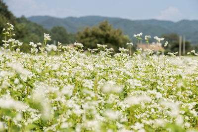 Close-up of flowers growing in field