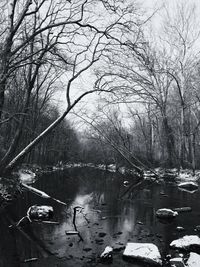 Bare trees in water