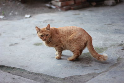 Portrait of cat on street