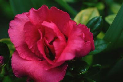 Close-up of red rose