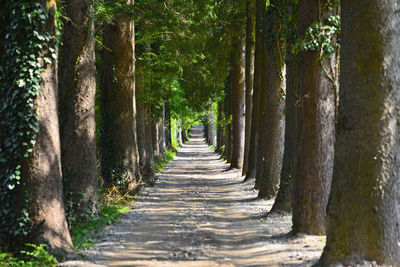 Trees in forest