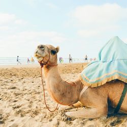 Side view of camel resting at beach against sky