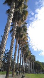 Low angle view of palm trees against sky