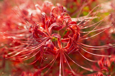 Close-up of red flower