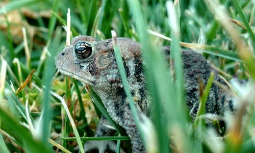 Close-up of frog amidst grass on field