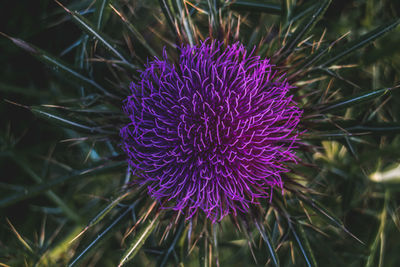 Close-up of purple flowering plant on field