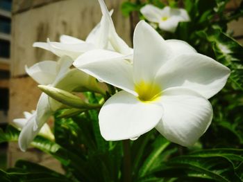 Close-up of white flower blooming outdoors