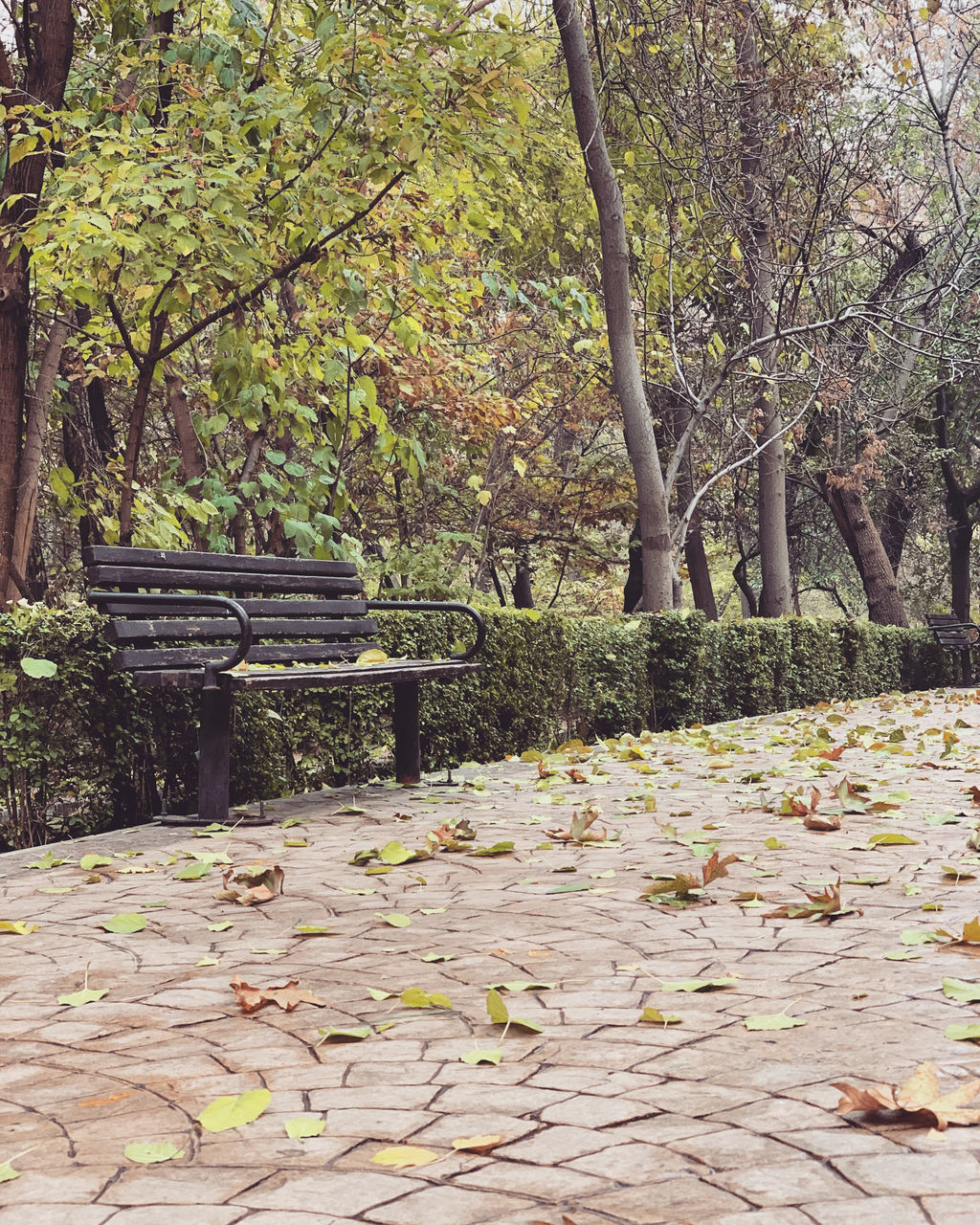 PARK BENCH BY AUTUMN TREE IN FOREST