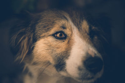 Close-up of a dog looking away