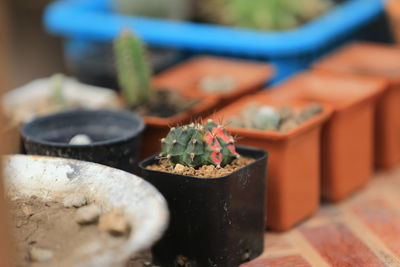 Close-up of potted plant on table